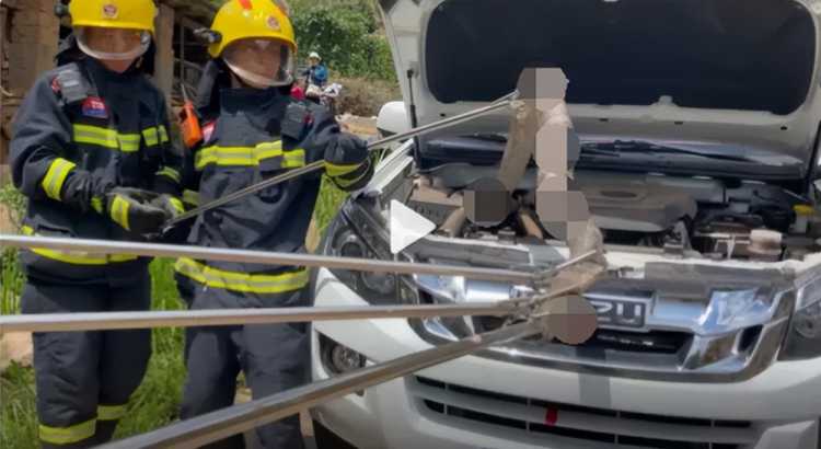 3米长眼镜蛇钻进汽车引擎盖被卡住 消防员合力助其脱困